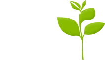 Green smoothie - Amanda Nutrition